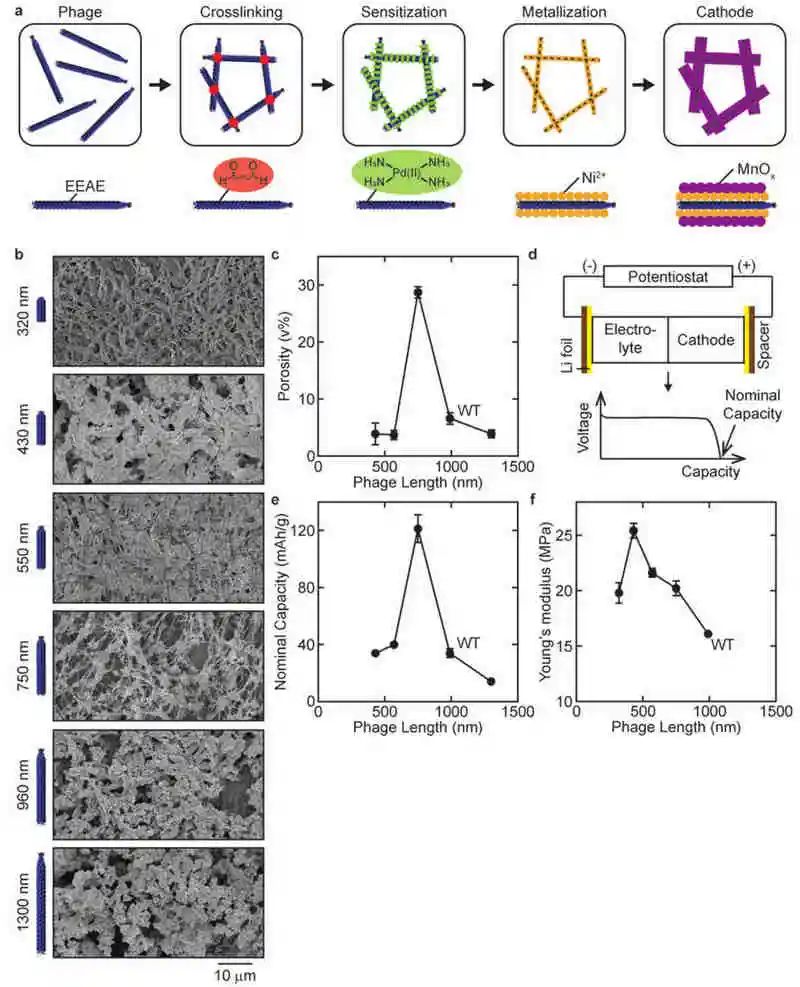 麻省理工AFM：生物制备气凝胶在Ni-MnOx正极设计中的应用