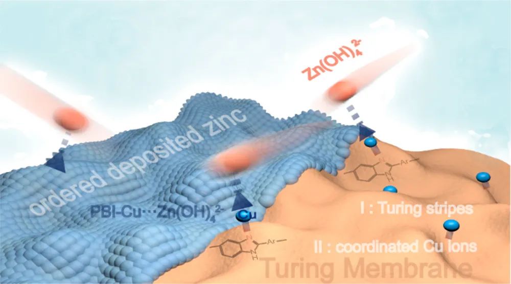 李先锋JACS: 图灵膜的区域诱导沉积效应助力高面积容量的无枝晶锌基电池