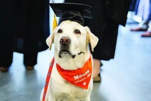 狗狗获博士学位，猫猫拥有 SCI..