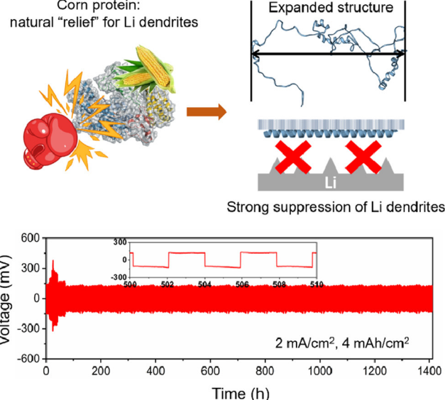 EnSM：为长寿命锂金属负极定制蛋白质结构