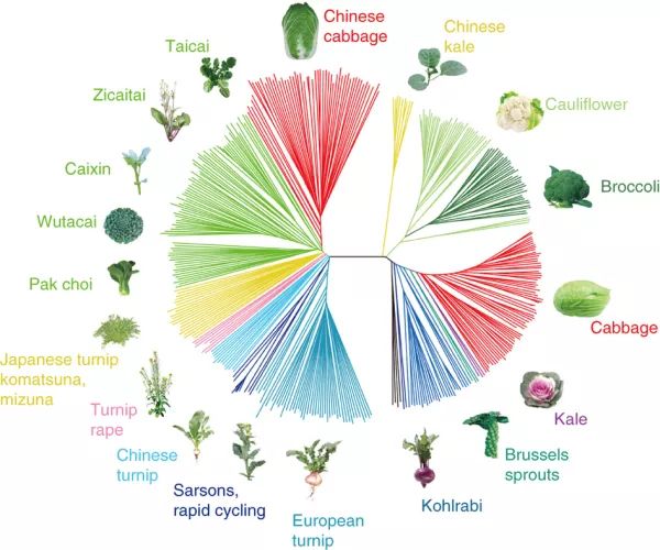 Nature/Science的图“逼格”那么高，是有科学道理的！