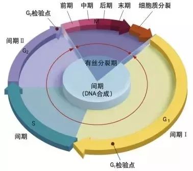 【制图干货】从细节入手，顶刊paper中的箭头怎么画？