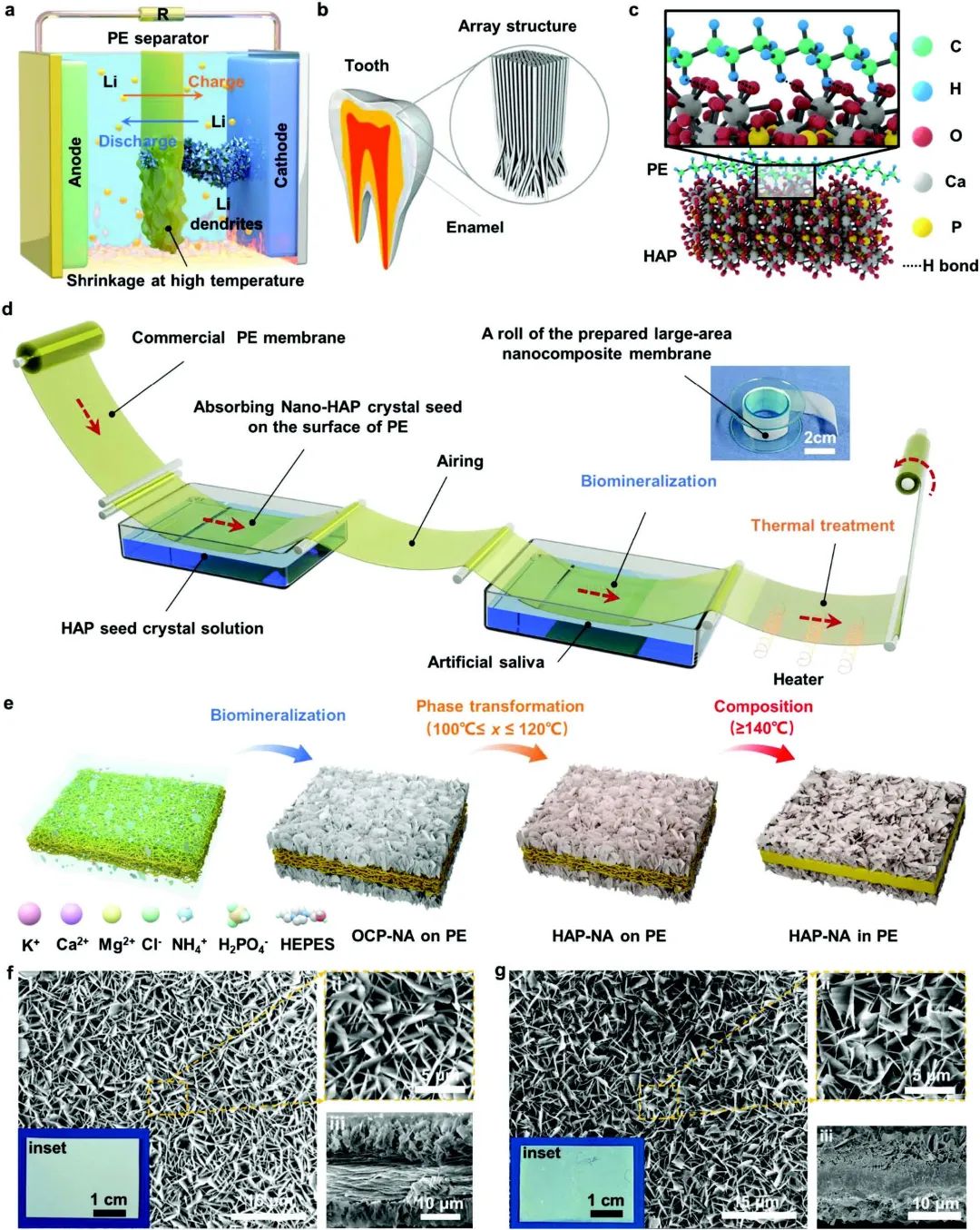 电池顶刊集锦：Angew、ACS Energy Lett.、AFM、ACS Nano等成果！