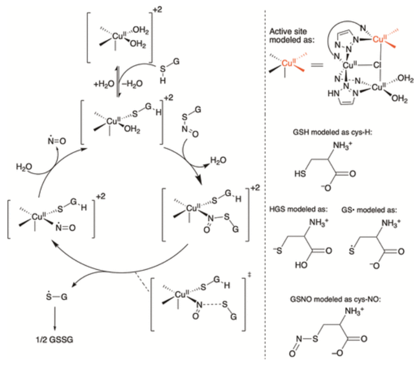 【纯计算】JACS: 铜金属-有机骨架催化S-亚硝基谷胱甘肽生成NO机制的计算研究