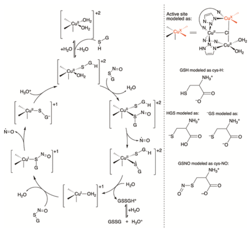 【纯计算】JACS: 铜金属-有机骨架催化S-亚硝基谷胱甘肽生成NO机制的计算研究