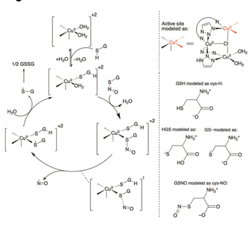 【纯计算】JACS: 铜金属-有机骨架催化S-亚硝基谷胱甘肽生成NO机制的计算研究