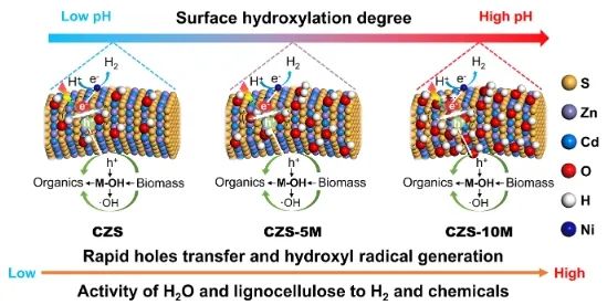 西安交通大学ACS Catalysis：pH触发羟基化表面，促进太阳能驱动木质素重整制H2