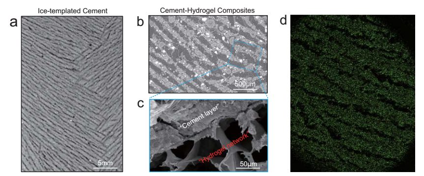 史上最韧复合水泥问世！东南大学重磅成果，登上Nature子刊！