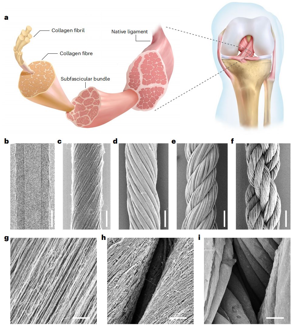 彭慧胜教授，2023年首篇Nature Nanotechnology！