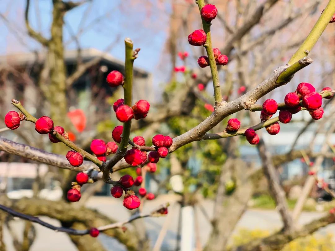 超导转变温度的“顶点”