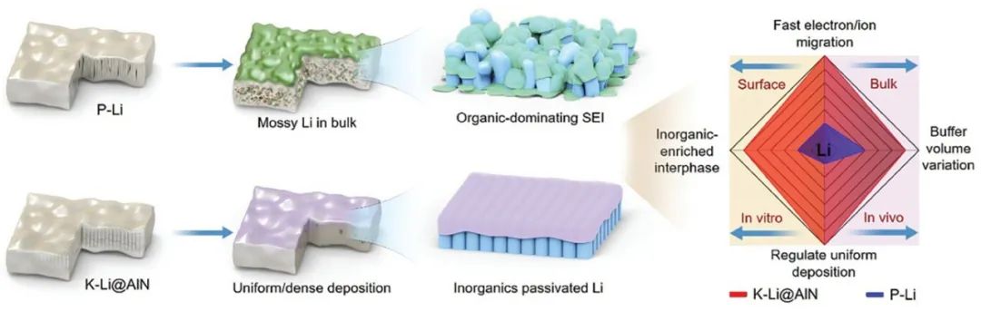 AEM：表面/内部兼顾，离子/电子混合界面实现致密锂沉积，稳定锂金属电池！