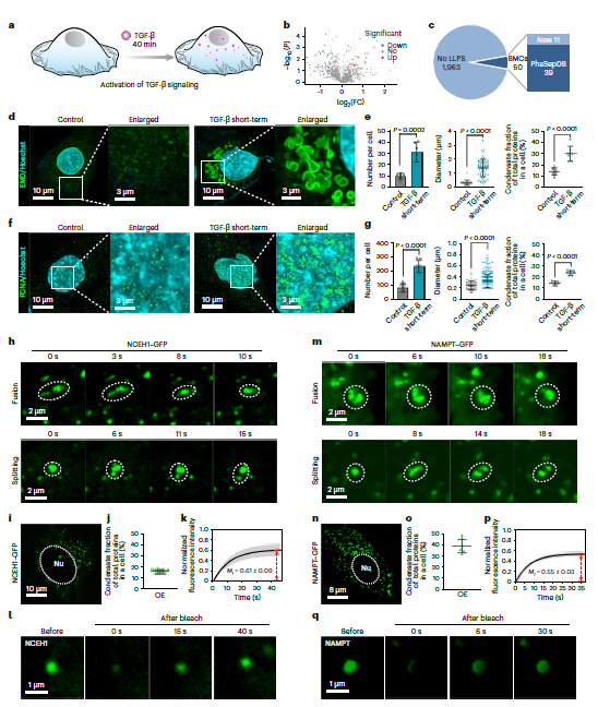 华科，最新Nature Chemistry！重大发现！