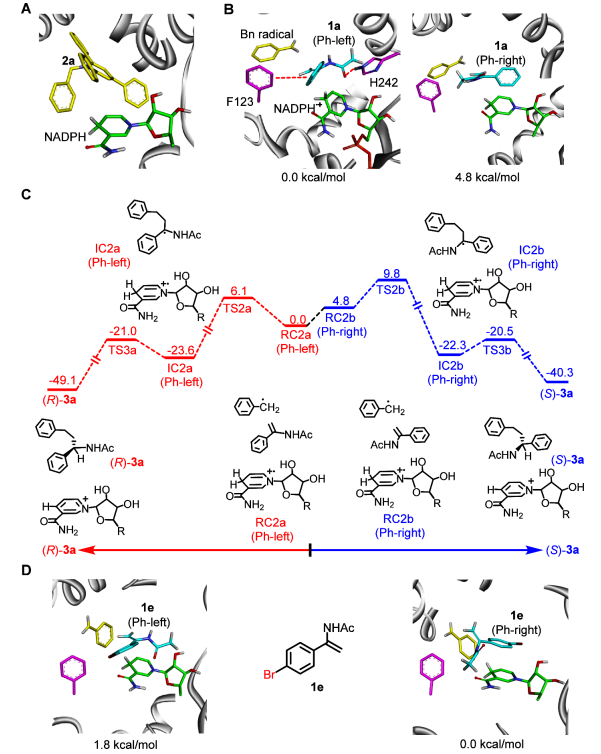 厦大王斌举/南大黄小强，最新JACS！