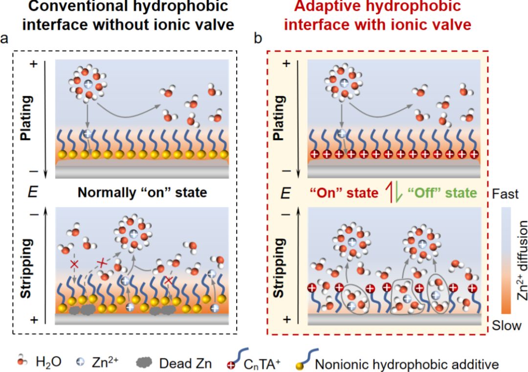 天津大学杨全红团队AM：可逆锌电池用离子阀切换疏水界面！