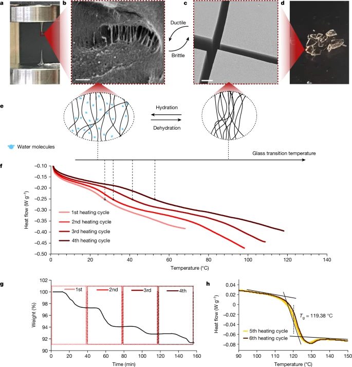 Nature重磅：神奇自愈玻璃，肽与水的奥秘！