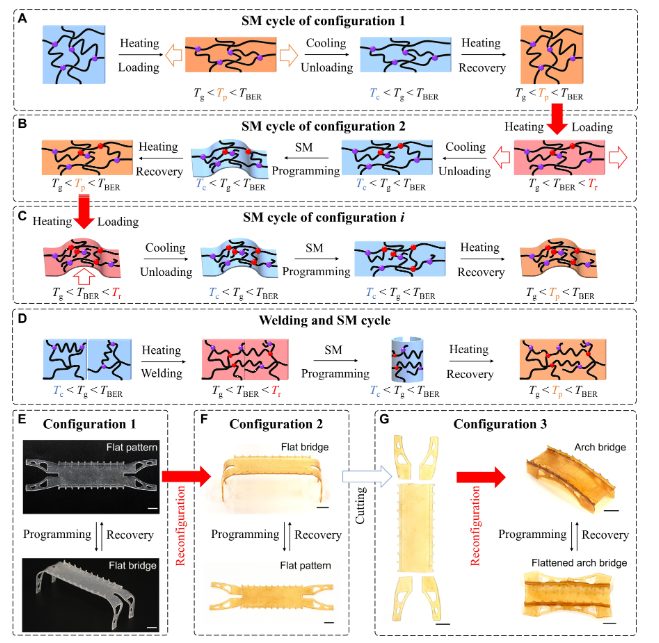 他，发表全球首篇“4D打印”论文，全球前2%顶尖科学家，最新Science子刊！