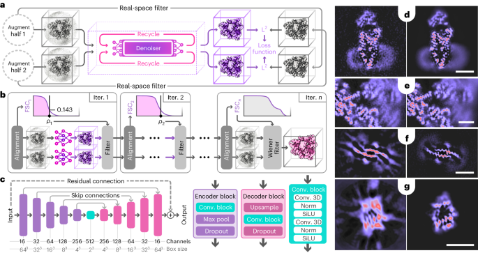 他，20篇Nature正刊！深受诺贝尔奖得主认可！冷冻电镜+神经网络，新发Nature Methods！