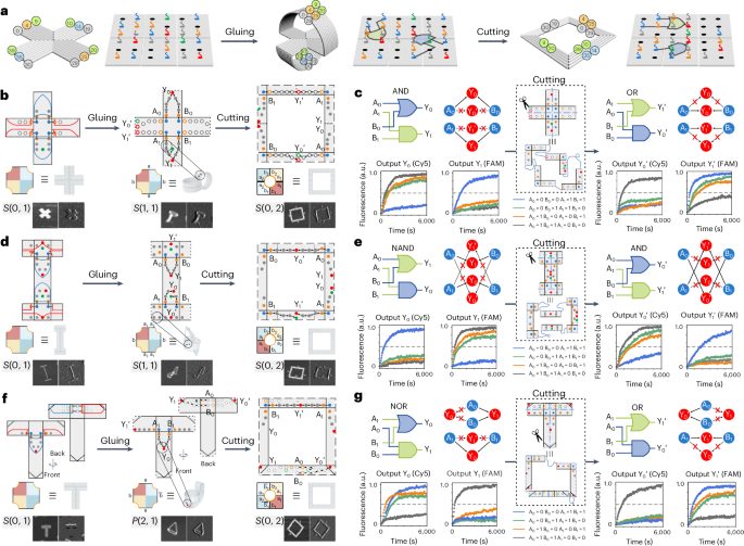 被院士称为“美丽的误会”！华东师大，最新Nature Chemistry，再解顶级难题!