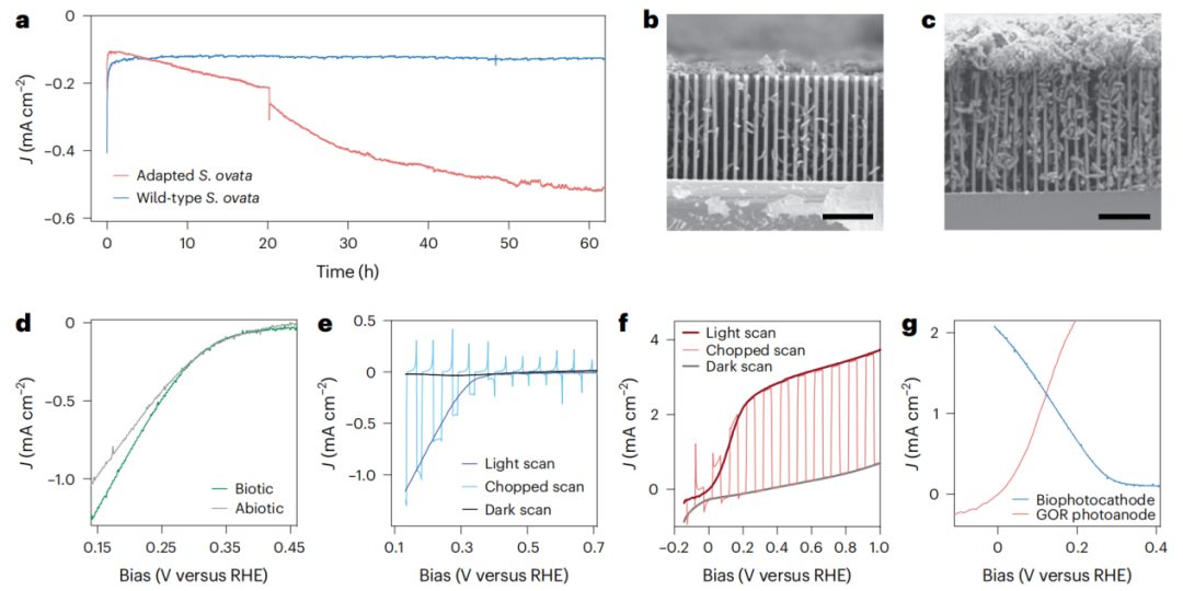 Si纳米线“再续传奇”！三院院士杨培东，最新Nature Catalysis！